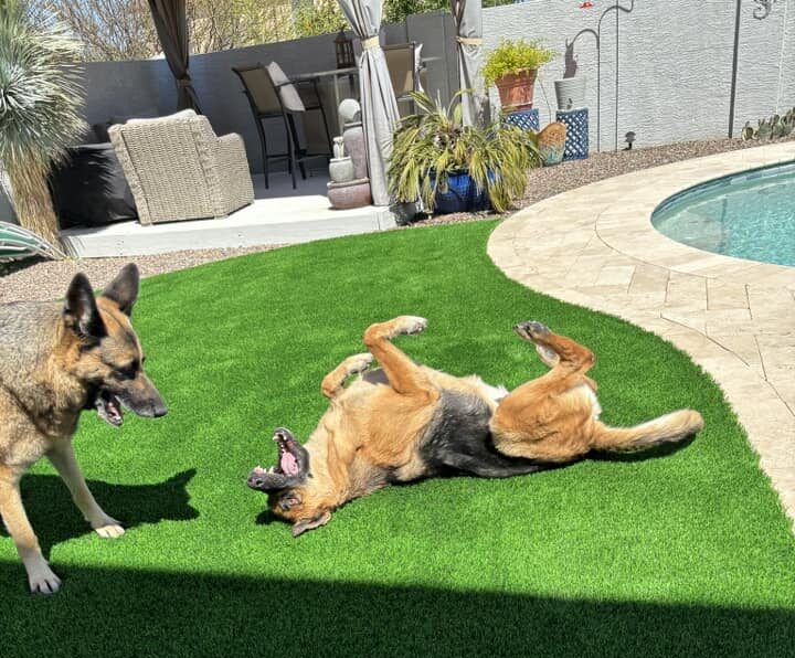 How to Choose the Best Artificial Grass for Pets: A Comprehensive Guide