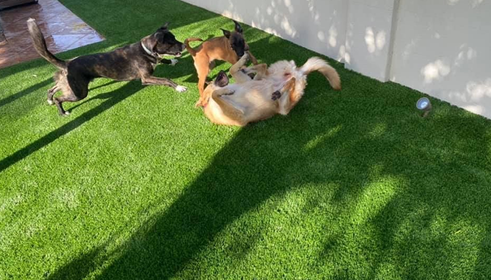 5 Ways Pet Turf Can Solve Common Backyard Problems for Pet Owners