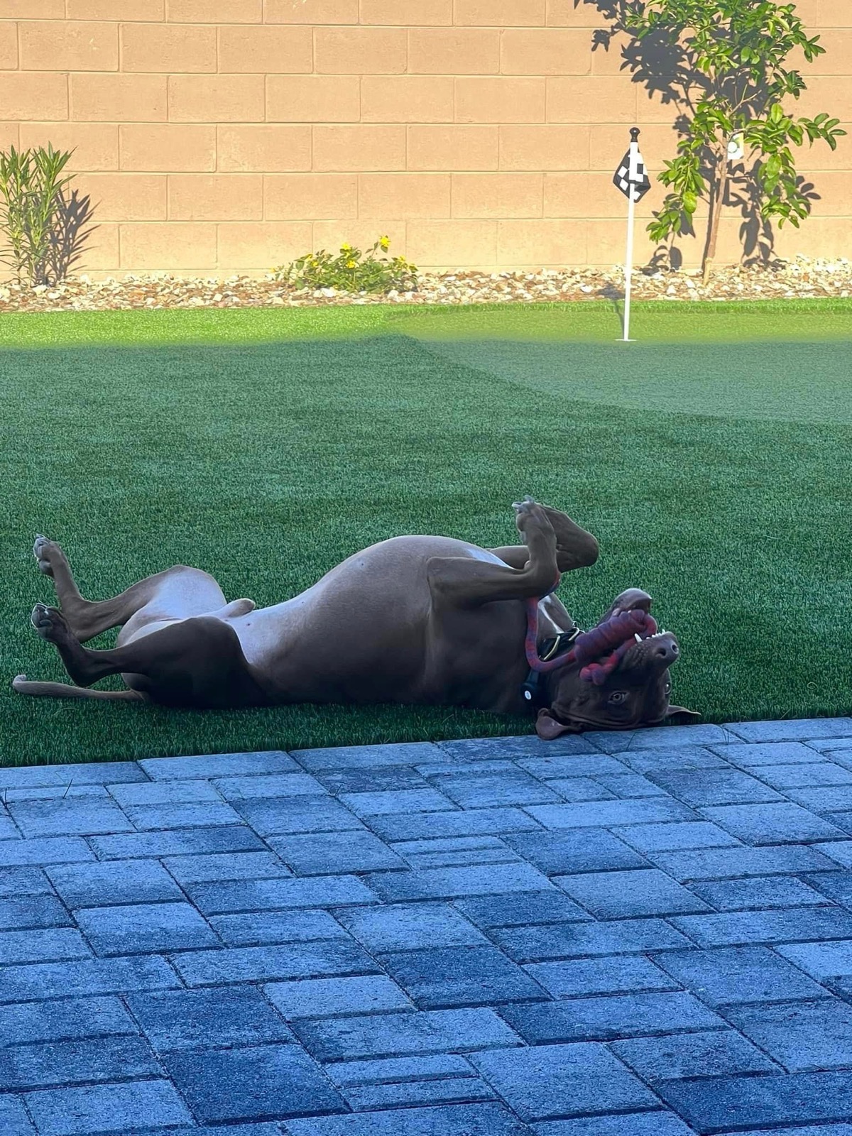 Pet-friendly artificial turf install on an Arizona job site by Green Forever Arizona