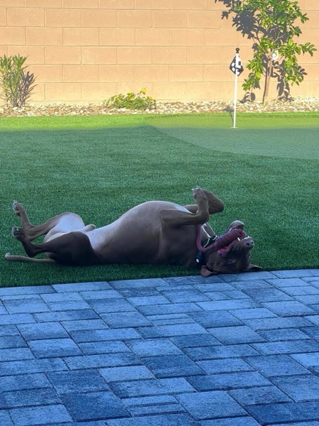 Pet-friendly artificial turf for Arizona dog owners by Green Forever Arizona